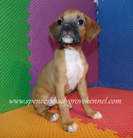 Sophie, a female Boxer for sale in Cabool, MO – 3 of 10