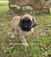 Holly, a female English Mastiff for sale in Cabool, MO – 6 of 10