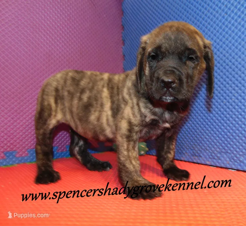 Duke – English Mastiff puppy for sale in Cabool, MO