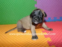 Hilda, a female English Mastiff for sale in Cabool, MO – 2 of 10
