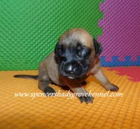 Hazel, a female English Mastiff for sale in Cabool, MO – 10 of 10