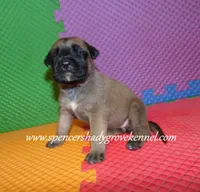 Holly, a female English Mastiff for sale in Cabool, MO – 7 of 10