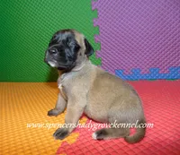 Hilda, a female English Mastiff for sale in Cabool, MO – 3 of 10