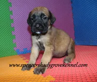 Daisy, a female English Mastiff for sale in Cabool, MO – 6 of 10