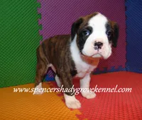 Bo, a male Boxer for sale in Cabool, MO – 8 of 10