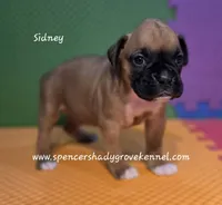 Sidney, a female Boxer for sale in Cabool, MO – 8 of 10