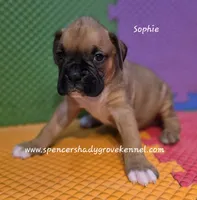 Sophie, a female Boxer for sale in Cabool, MO – 7 of 10