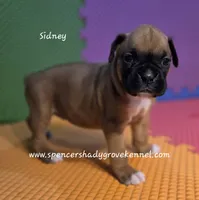 Sidney, a female Boxer for sale in Cabool, MO – 6 of 10