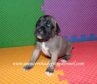 Honey, a female English Mastiff for sale in Cabool, MO – 2 of 10