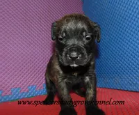 Duke, a male English Mastiff for sale in Cabool, MO – 6 of 10