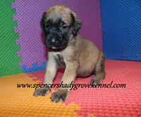 Daisy, a female English Mastiff for sale in Cabool, MO – 4 of 10