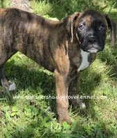 Ruby, a female Boxer for sale in Cabool, MO – Photo 10 of 10