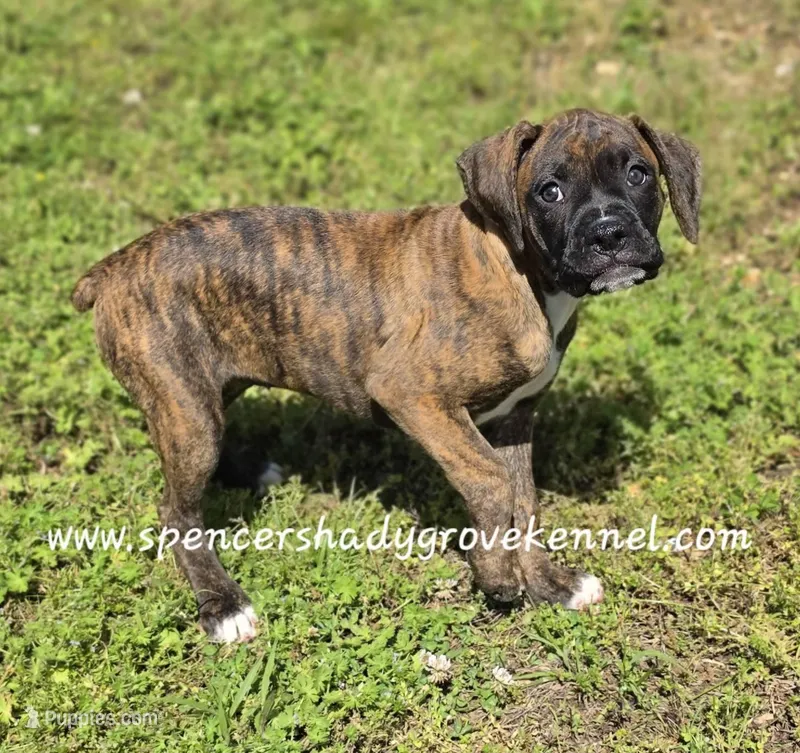 Ruby – Boxer puppy for sale in Cabool, MO