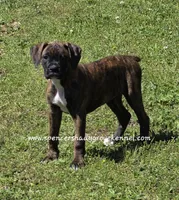 Ruby, a female Boxer for sale in Cabool, MO – Photo 4 of 10