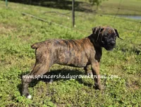 Ruby, a female Boxer for sale in Cabool, MO – Photo 9 of 10