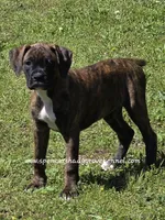 Ruby, a female Boxer for sale in Cabool, MO – Photo 6 of 10