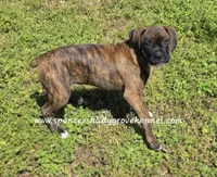 Ruby, a female Boxer for sale in Cabool, MO – Photo 3 of 10