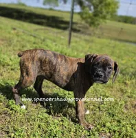Ruby, a female Boxer for sale in Cabool, MO – Photo 2 of 10