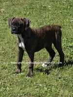 Ruby, a female Boxer for sale in Cabool, MO – Photo 5 of 10