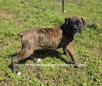 Ruby, a female Boxer for sale in Cabool, MO – Photo 8 of 10
