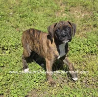 Ruby, a female Boxer for sale in Cabool, MO – Photo 7 of 10