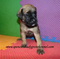 Daisy, a female English Mastiff for sale in Cabool, MO – 2 of 10