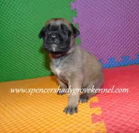 Holly, a female English Mastiff for sale in Cabool, MO – 9 of 10