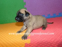 Hazel, a female English Mastiff for sale in Cabool, MO – 4 of 10