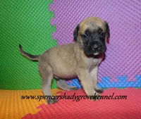 Dozer, a male English Mastiff for sale in Cabool, MO – 4 of 10