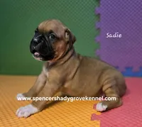 Sadie, a female Boxer for sale in Cabool, MO – 8 of 10