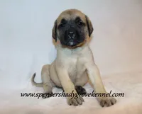 Delta , a female English Mastiff for sale in Cabool, MO – 5 of 10