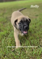 Holly, a female English Mastiff for sale in Cabool, MO – 8 of 10