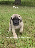 Honey, a female English Mastiff for sale in Cabool, MO – 8 of 10