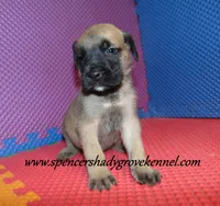 Dozer, a male English Mastiff for sale in Cabool, MO – 8 of 10