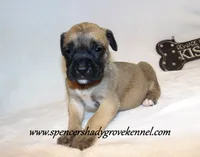 Hulk, a male English Mastiff for sale in Cabool, MO – 3 of 10