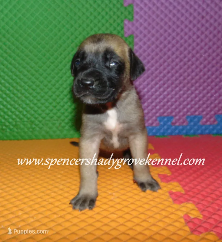 Hope – English Mastiff puppy for sale in Cabool, MO