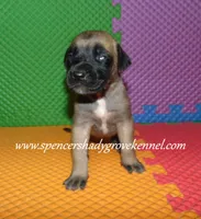 Hope, a female English Mastiff for sale in Cabool, MO – 1 of 10