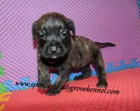 Duke, a male English Mastiff for sale in Cabool, MO – 3 of 10