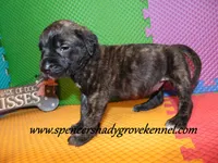 Dixie, a female English Mastiff for sale in Cabool, MO – 9 of 10