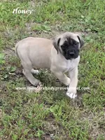 Honey, a female English Mastiff for sale in Cabool, MO – 5 of 10
