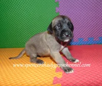 Honey, a female English Mastiff for sale in Cabool, MO – 9 of 10