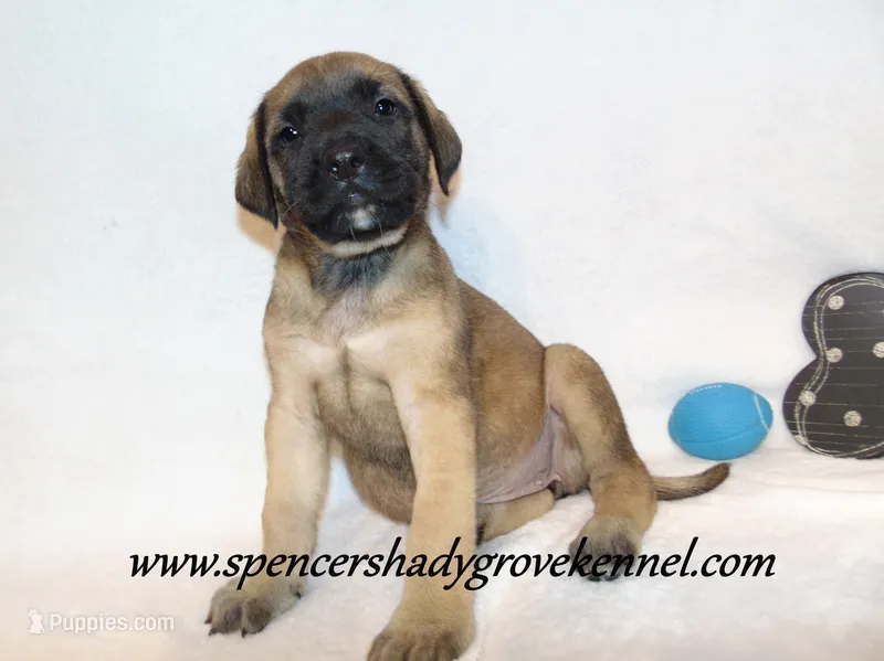 Daisy – English Mastiff puppy for sale in Cabool, MO