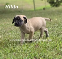 Hilda, a female English Mastiff for sale in Cabool, MO – 8 of 10
