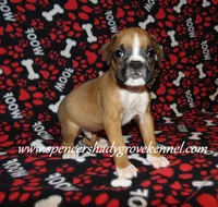 Finn, a male Boxer for sale in Cabool, MO – Photo 3 of 10
