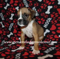 Finn, a male Boxer for sale in Cabool, MO – Photo 4 of 10