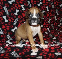 Finn, a male Boxer for sale in Cabool, MO – Photo 5 of 10