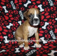 Finn, a male Boxer for sale in Cabool, MO – Photo 9 of 10