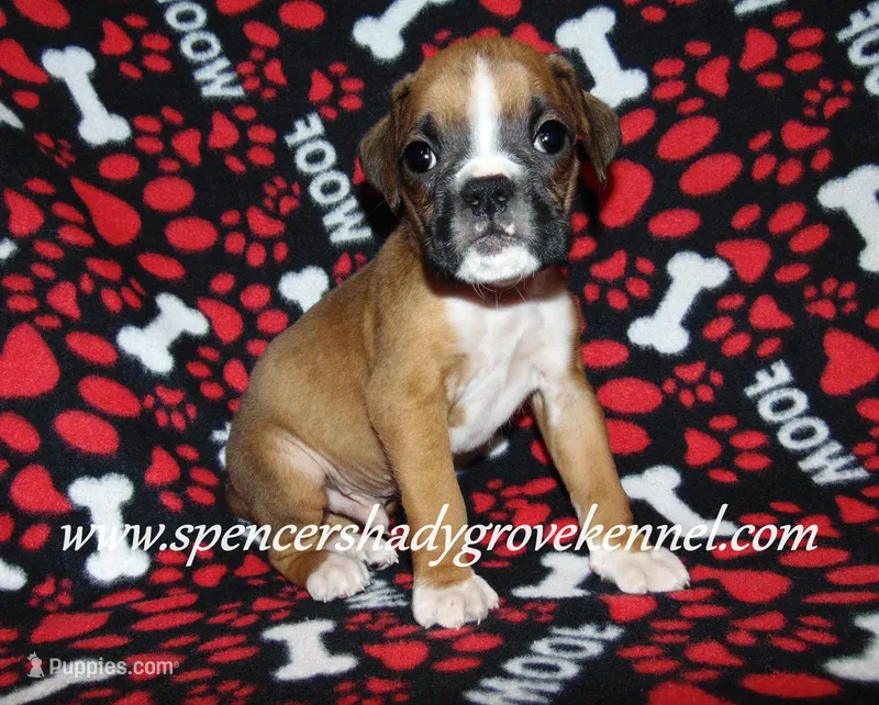 Finn – Boxer puppy for sale in Cabool, MO