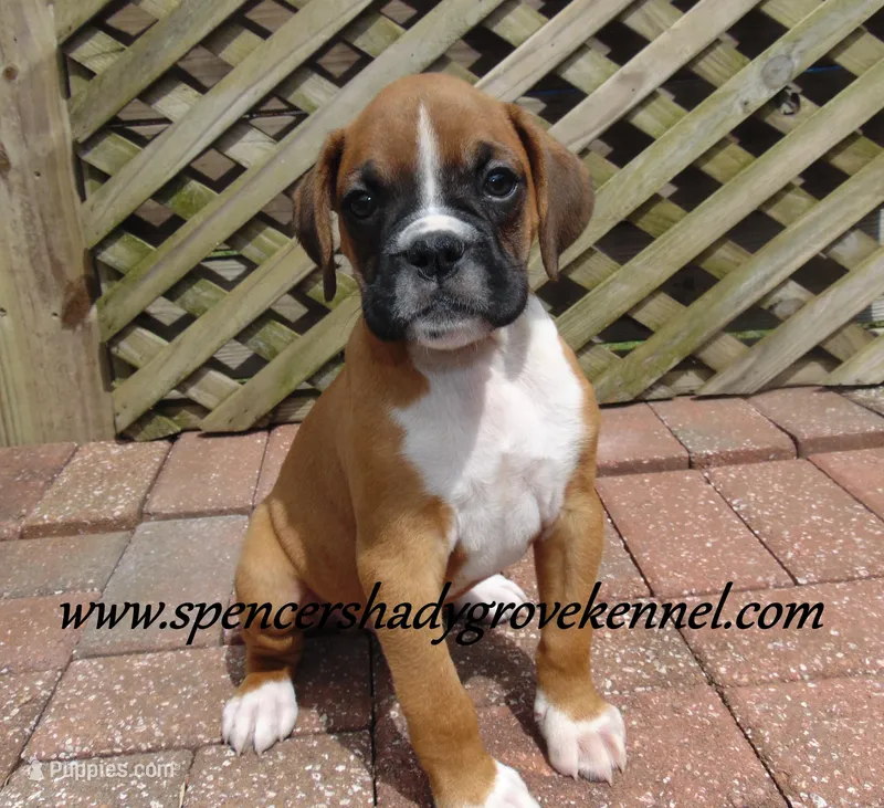 Finn – Boxer puppy for sale in Cabool, MO