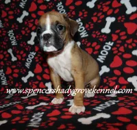 Finn, a male Boxer for sale in Cabool, MO – Photo 8 of 10